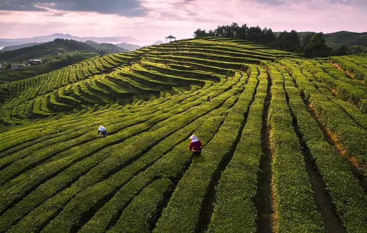 茶品牌策划_茶叶品牌营销策划经典案例_茶业策划