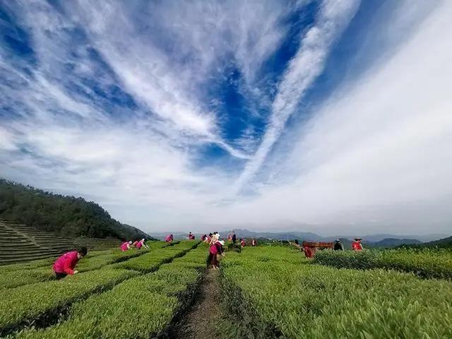 茶叶品牌营销策划经典案例_茶品牌策划_茶业策划